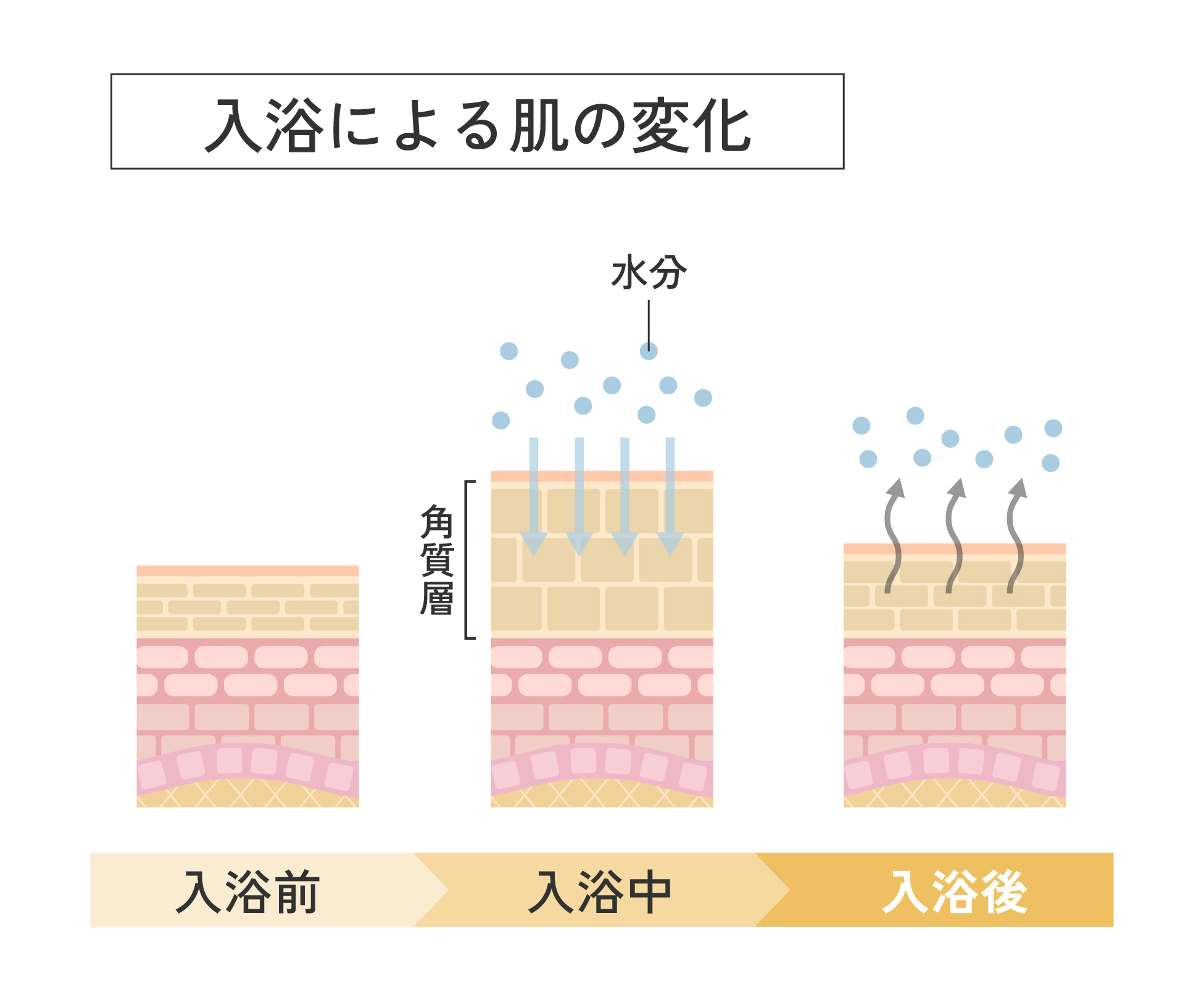 入浴による肌の変化